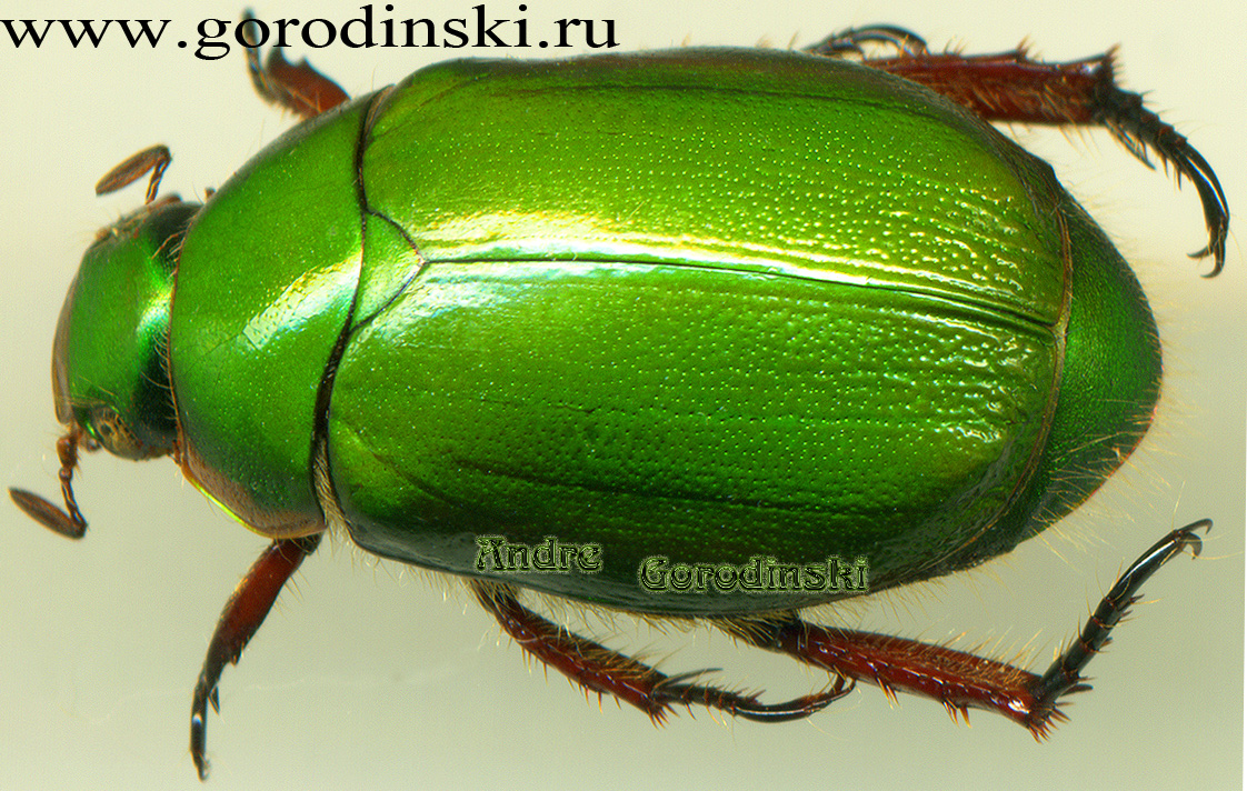 http://www.gorodinski.ru/scarabs/Mimela passerinii diana.jpg
